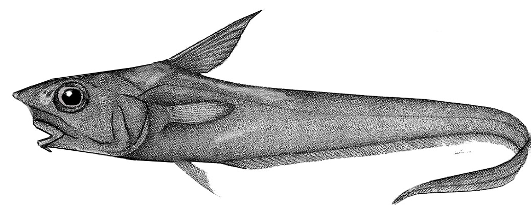 Coryphaenoides guentheri_01.jpg
